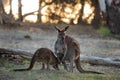 Two little cute wild kangaroos graze in the forest, stand among trees Royalty Free Stock Photo