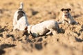 Two  little dogs are digging  hole - Jack Russell Terrier. Hounds are  4  and 12 years old Royalty Free Stock Photo