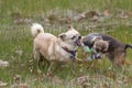 Two small Chihuahua dogs play fighting in field Royalty Free Stock Photo