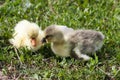 Two little domestic gosling in green grass Royalty Free Stock Photo