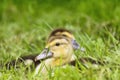 Two little duckes on the grass Royalty Free Stock Photo