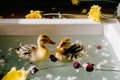 Two little ducklings bathe in a flower bath. Generative AI