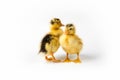 Two little ducks closeup isolated Royalty Free Stock Photo