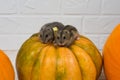 Two little Dzungarian hamsters sit on an orange pumpkin. Royalty Free Stock Photo