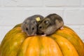 Two little Dzungarian hamsters sit on an orange pumpkin. Royalty Free Stock Photo