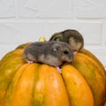 Two little Dzungarian hamsters sit on an orange pumpkin. Royalty Free Stock Photo