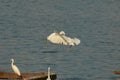 two little egret are fighting in the sky, photo took in Zhuhai city, China. Royalty Free Stock Photo