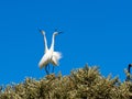 A Two Little Egrets, Egretta garzetta dimorpha.they perform a wedding ritual in the branches of a tree. Wear Ve. Madagascar Royalty Free Stock Photo