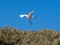 The Little Egrets, Egretta garzetta dimorpha Royalty Free Stock Photo