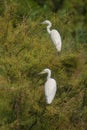 Two Little Egrets perching on tree Royalty Free Stock Photo