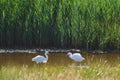Two little egrets Royalty Free Stock Photo