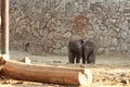 Two little elephants on a walk.