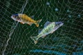 Two little fish in the fishing nets Royalty Free Stock Photo