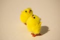 Two little fluffy chickens at Easter Royalty Free Stock Photo