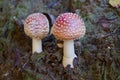 Two little fly agaric grows in soil Royalty Free Stock Photo