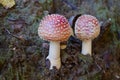 Two little fly agaric grows in soil Royalty Free Stock Photo