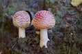 Two little fly agaric grows in soil Royalty Free Stock Photo