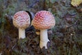 Two little fly agaric grows in soil