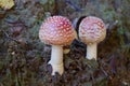 Two little fly agaric grows in soil Royalty Free Stock Photo