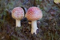 Two little fly agaric grows in soil Royalty Free Stock Photo