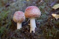 Two little fly agaric grows in soil Royalty Free Stock Photo