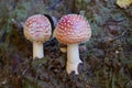 Two little fly agaric grows in soil Royalty Free Stock Photo