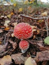 Two little fly agaric Royalty Free Stock Photo