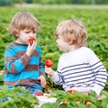 Two little friends having fun on strawberry farm in summer Royalty Free Stock Photo