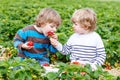 Two little friends having fun on strawberry farm in summer Royalty Free Stock Photo