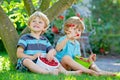 Two little friends, kid boys having fun on raspberry farm in summer Royalty Free Stock Photo