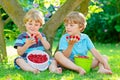 Two little friends, kid boys having fun on raspberry farm in summer Royalty Free Stock Photo