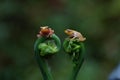 Two Little Frogs Royalty Free Stock Photo