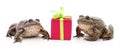 Two little frogs and a gift box
