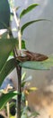 Two little frogs on a leaf