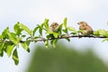 Two little funny birds sitting on a branch in spring garden in S Royalty Free Stock Photo