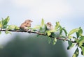 Two little funny birds sitting on a branch in spring garden in S Royalty Free Stock Photo