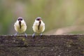 Two little funny chickadees sit on a wooden fence in a summer garden and squeak with their beaks open Royalty Free Stock Photo