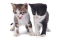 Two little funny kitten isolated on white Royalty Free Stock Photo