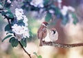 Two little funny sparrow birds are sitting on a branch against the background of a blossoming branch of an apple tree in a spring Royalty Free Stock Photo