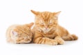 Two little Ginger british shorthair cats over white background