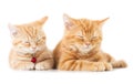 Two little Ginger british shorthair cats