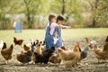 Two little girl feeding chickens Royalty Free Stock Photo