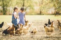 Two little girl feeding chickens Royalty Free Stock Photo