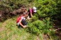 Two little girl pick blueberries on bush in forest. Adventure in nature