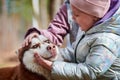 Two little girls in jackets playing and petting brown Siberian Husky dog, meet of dog and children Royalty Free Stock Photo