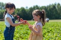 Two little girls picking strawberries in the field. Royalty Free Stock Photo