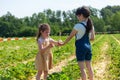 Two little girls picking strawberries in the field on a sunny day Royalty Free Stock Photo