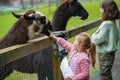 Two little girls, preschool and school sisters feeding fluffy furry alpacas lama. Happy excited children feeds guanaco