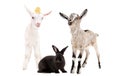 Two little goats and a black rabbit together Royalty Free Stock Photo