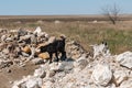 Two little goats of black and white walk on the stone Royalty Free Stock Photo